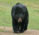 bear
