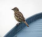 bird