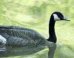 goose