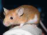 mouse