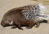 porcupine