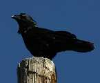 raven