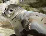 seal
