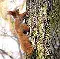 squirrel