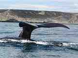 whale