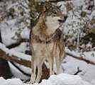 wolf